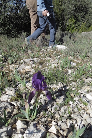 cueillette iris